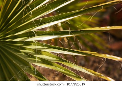 A palm leaf. Geometric pattern.