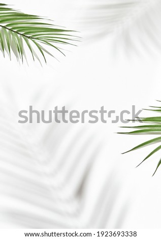 Palm leaf with hard shadow. Minimal tropical background. Sunshine, hard shadow, flat lay
