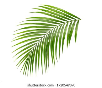 palm leaf isolate on white background clipping path - Shutterstock ID 1720549870