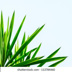 Palm Leaf Isolated