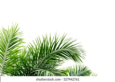 Palm Leaf Isolated On White Background