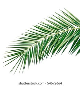 Palm leaf isolated on white background - Shutterstock ID 54672664