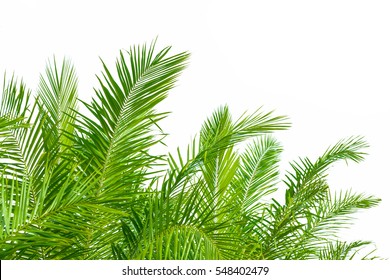 Palm Leaf Isolated On White Background