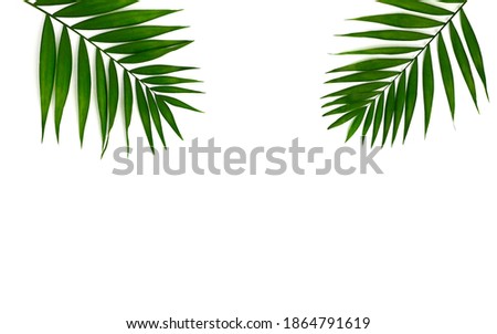 Palm Leaf isolated on white Backgrounds. High quality photo
