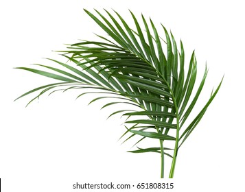 The Palm Leaf Isolated White