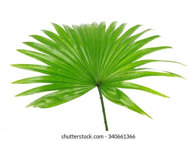 Single Green Palm Leaf Livistona Rotundifolia Stock Photo 113164681 ...