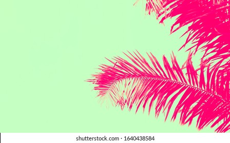 Palm leaf on duo tone background.Palm sunday and easter day concept.