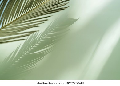 Palm leaf on a green surface with shadow. Stylish background for presentation.