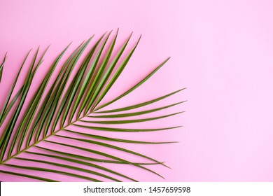 Palm Leaf On Pink Background