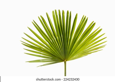 Palmenblatt auf weißem Hintergrund