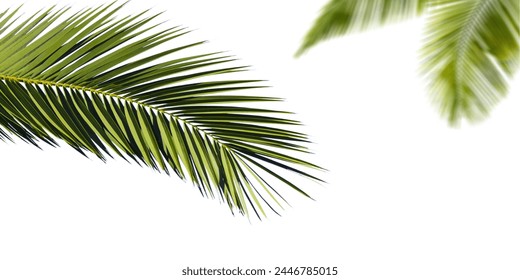 Palm leaf on white background