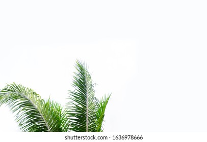 Palm leaf on white background.Palm sunday and easter day concept.Palm sunday for welcome Jesus King of King to Jerusalem before Easter day.isolated on white background.