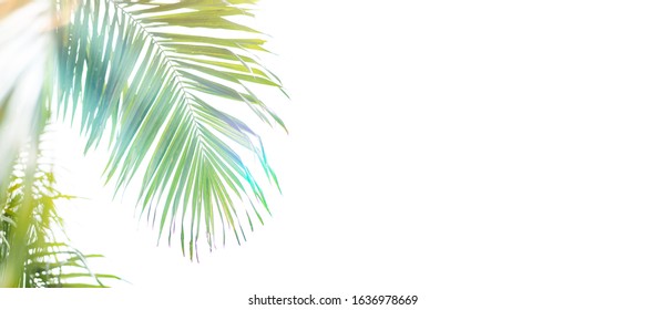 Palm leaf on white background.Palm sunday and easter day concept.Palm sunday for welcome Jesus King of King to Jerusalem before Easter day.isolated on white background.banner.Worship, church, easter.