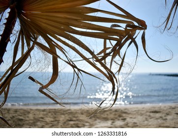 
palm leaf and seashore - Shutterstock ID 1263331816
