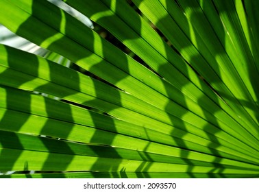Palm leaf with shadow