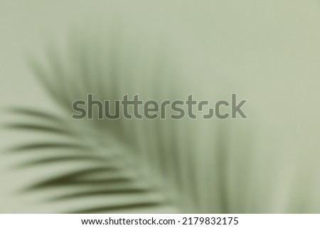Palm leaf shadow on a green wall background. Olive color stylish flat lay with trendy shadow and sun light