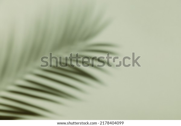 Palm leaf shadow on\
a green wall background. Olive color stylish flat lay with trendy\
shadow and sun light
