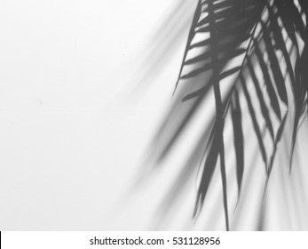 Palm Leaf Shadow On White Canvas