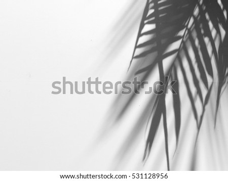palm leaf shadow on white canvas
