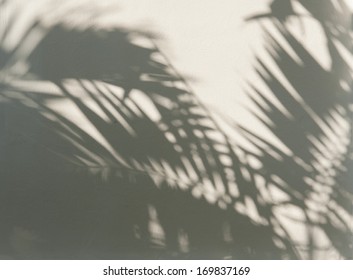 Palm Leaf Shadows On A White Wall