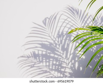 palm leaf and shadows on a white wall