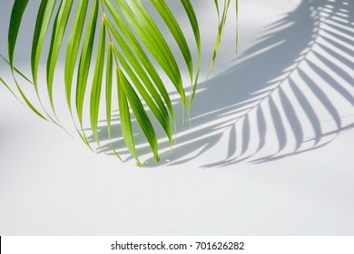 Palm Leaf And Shadows On A White Background