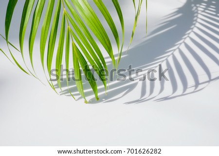 palm leaf and shadows on a white background