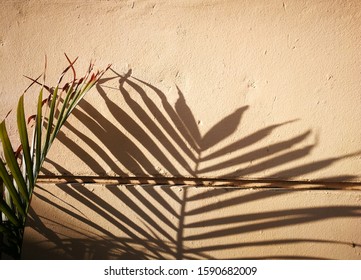 Palm Leaf And Shadows On A Worm Wall