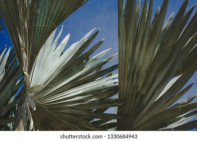 Palm Leaf Sky