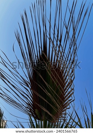 Similar – Image, Stock Photo natural phalanx Cactus