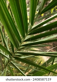Palm leaf take from close up view 
