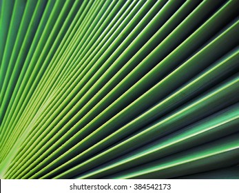 Palm Leaf Texture Background