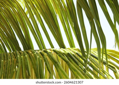 Palm leaf texture close up