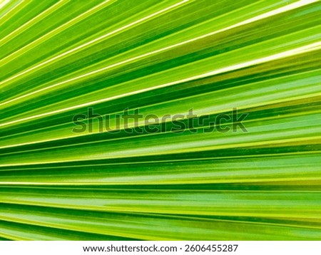 Palm leaf texture,Green leaf background textures ecology garden on tropical rain forest jungle banana leaves palm tree.