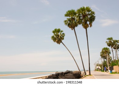 Palm leaf  three trees  in the blue  sky and white clouds