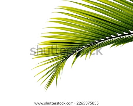 palm leaf tropical palm leaf isolated on white background for design element with clipping path.