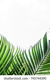 Palm leaf white background - Shutterstock ID 745744390