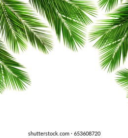 Palm leaf for your design.Frame of palm leaves. Isolated on white background