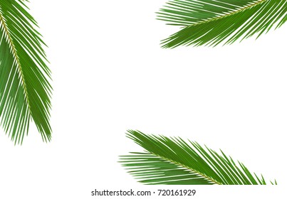 Palm Leave Stock Photo 720161929 | Shutterstock