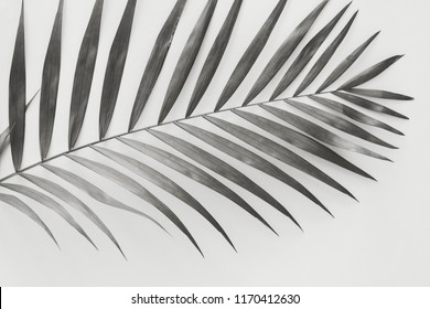 Palm Leave Background. Back And White Photography.