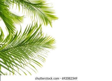 Palm Leave Isolated Background