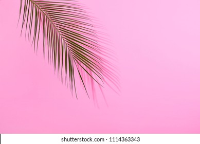 Palm Leave On Pastel Pink Background. Minimal Concept. Flat Lay.