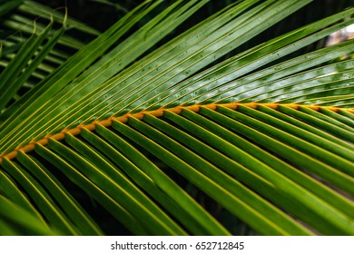 Palm Leave Pattern