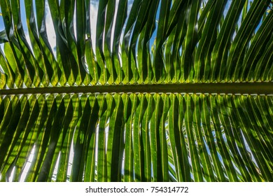 palm leave patterns