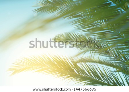 Palm leaves against blue sky at windy weather. Sea breeze, summer vacation.
