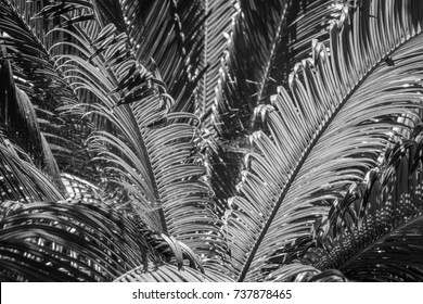 Palm Leaves Black White Photo Stock Photo (edit Now) 737878465