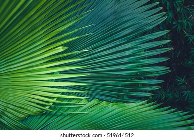 Palm Leaves Dark Green Background