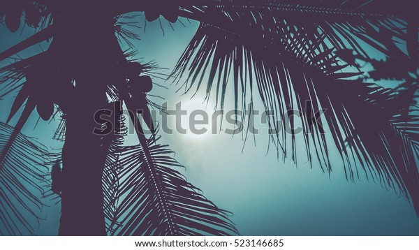 Palm leaves in\
dramatic tropical moon\
light.