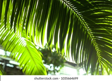 Palm leaves illuminated by the sun in the greenhouse