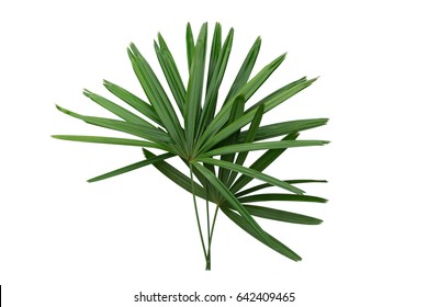 Palm Leaves Isolated.